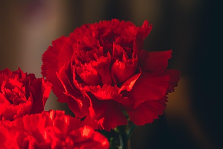 tatius-carnations-6292136_1920